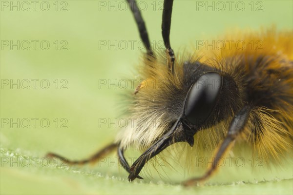 Andrena armata