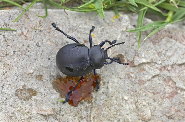 Paw beetle