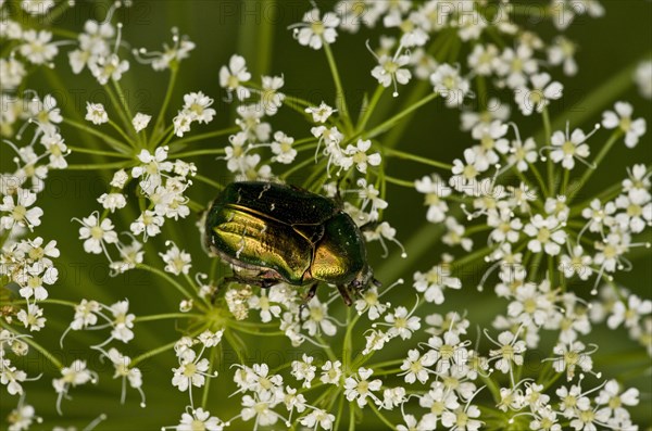 Rose-chafer