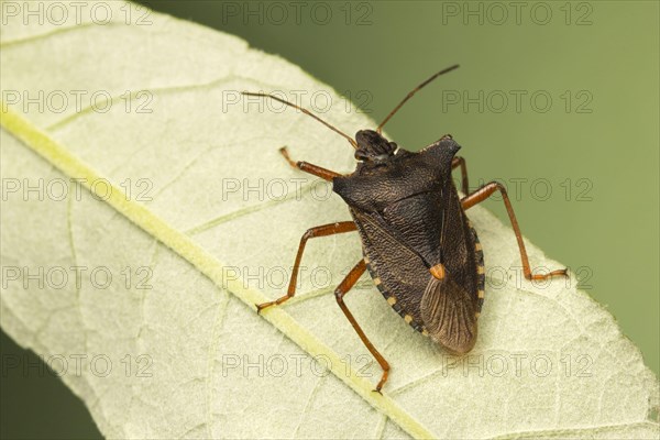 Forest Bug