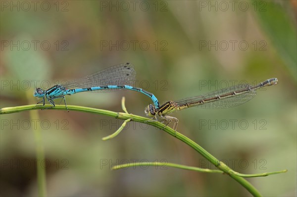 Southern Damselfly