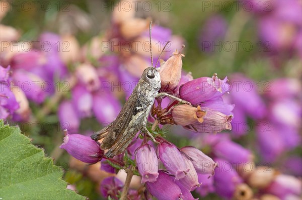 Spotted clubworm