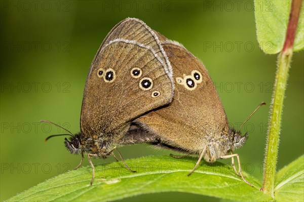 Ringlet