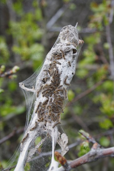 Caterpillars of the brown-tail
