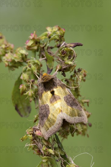 Burnished Brass Moth