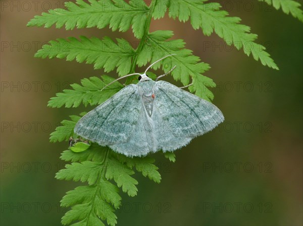 Grass emerald