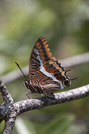 Brush-footed butterfly