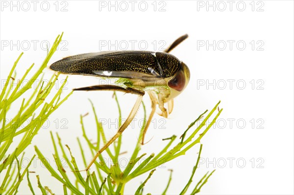 Adult Lesser Water Boatman