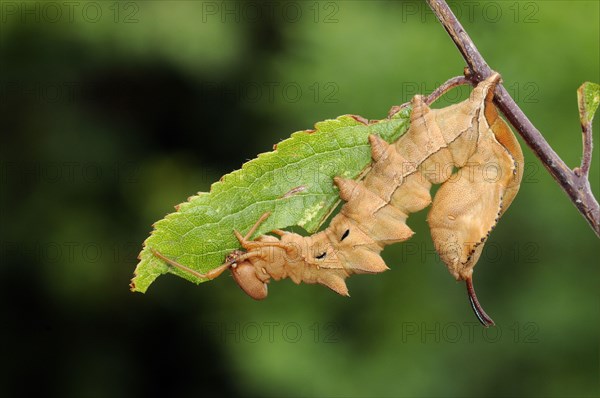 Lobster Moth