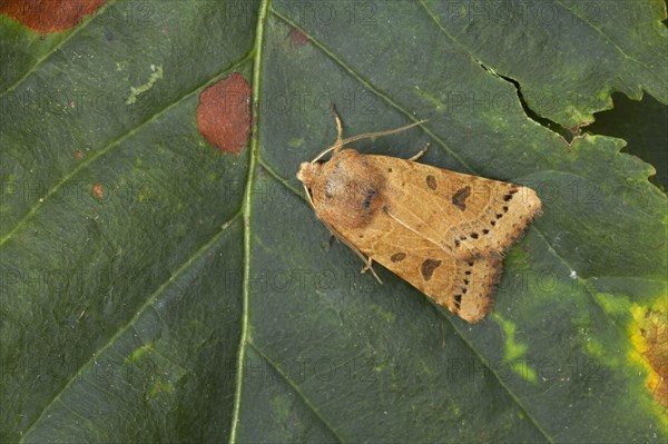 Lunar Underwing