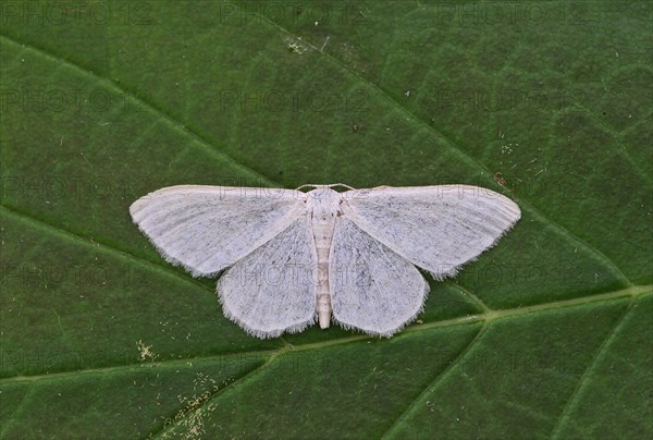 Grey-line leafhopper