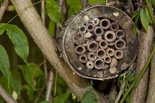 Shelter for invertebrates attached to branches