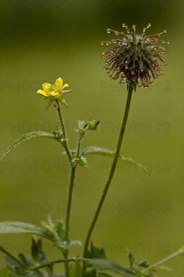 Geum vulgaris