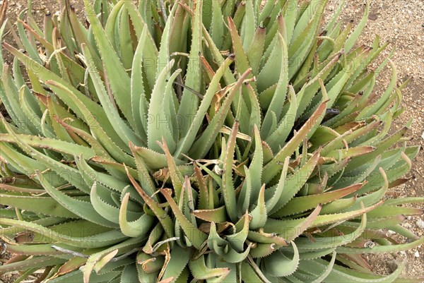 Medicinal aloe veras