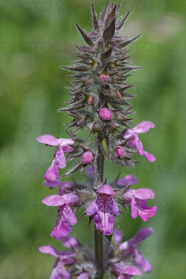 Flowering marsh woundwort