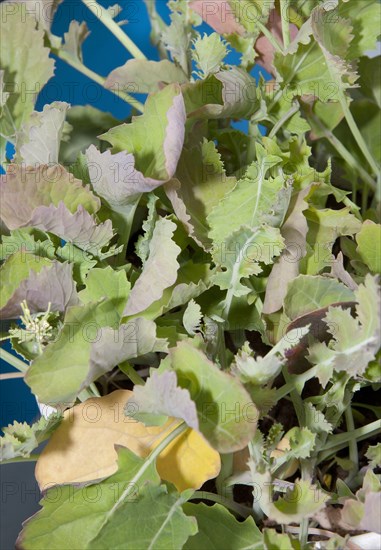 Sulphur deficiency in oilseed rape