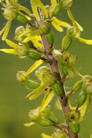 Common common twayblade