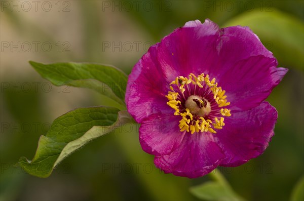 Balkan Paeony