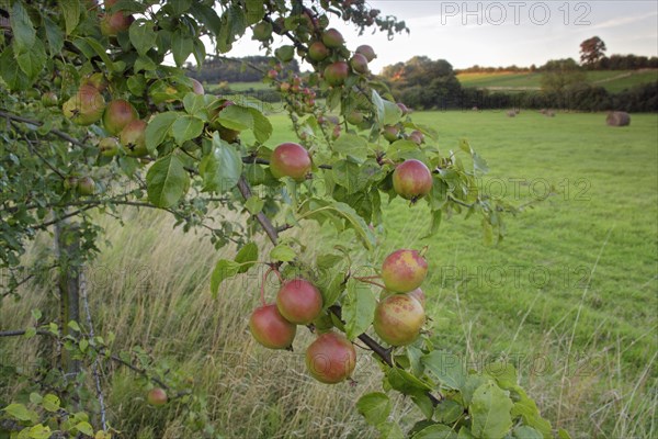 Wild Crabapple