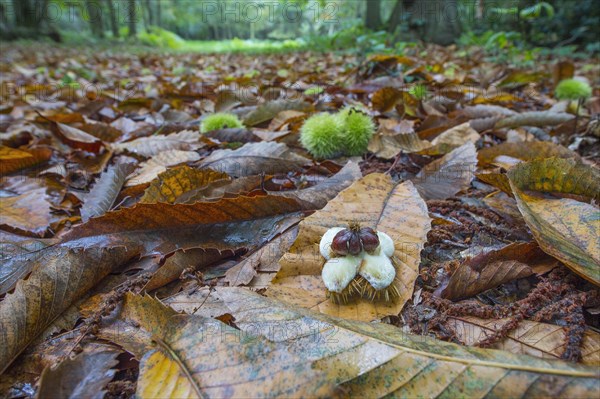 Sweet Chestnut