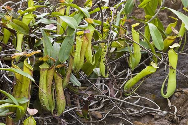 Pitcher Plant