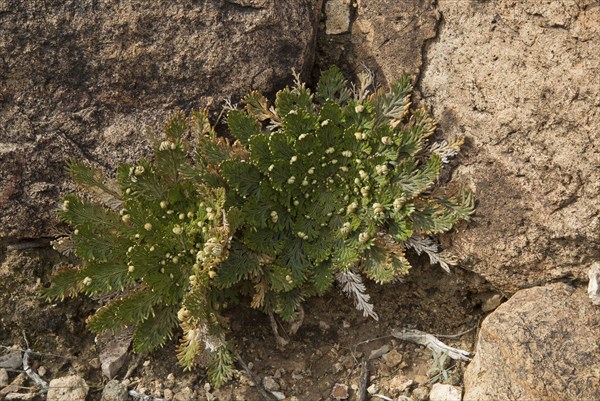 Resurrection Fern