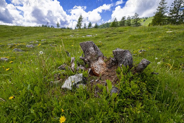 Flower meadow on the Postalm in the Salzkammergut