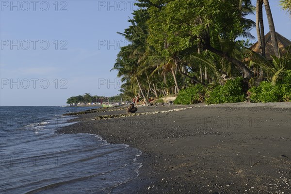 Coconut palms