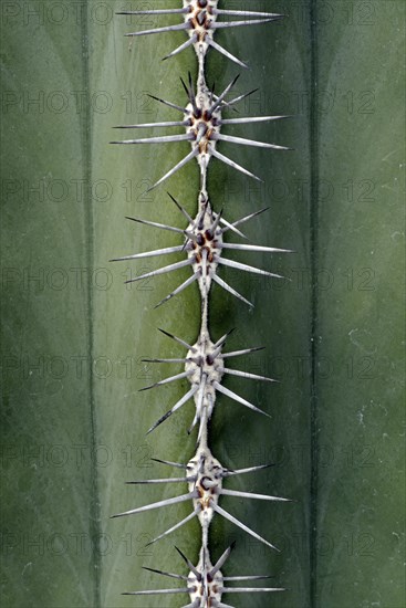 Spines