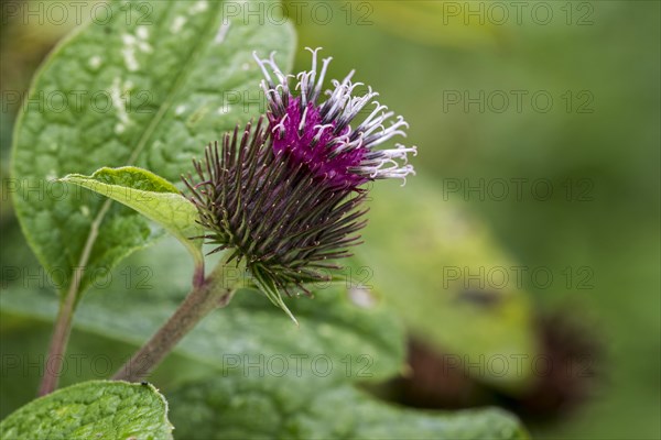 Small burdock