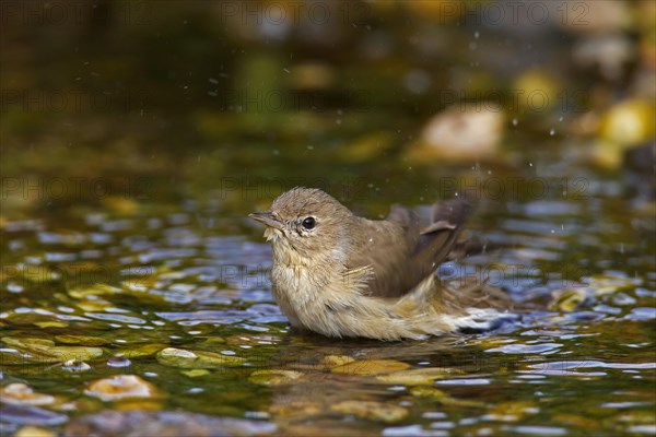 Garden warbler