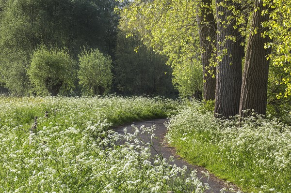 Cow parsley