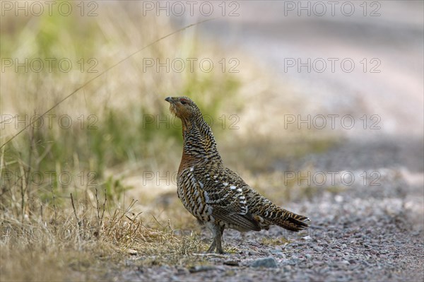 Female western capercaillie