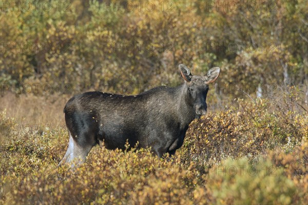 Elk