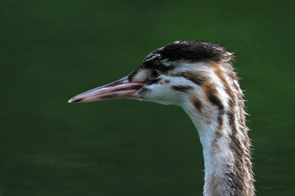 Great Crested Grebe