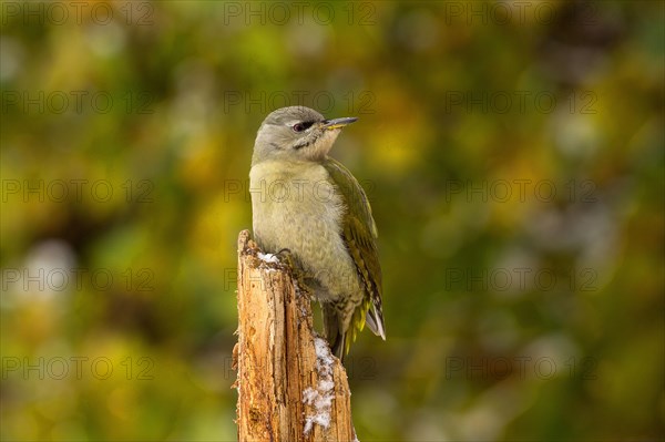 Grey Woodpecker