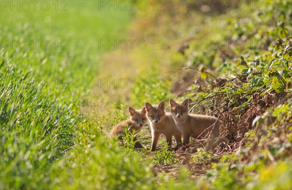 Red fox