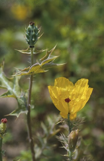 Mexican poppy