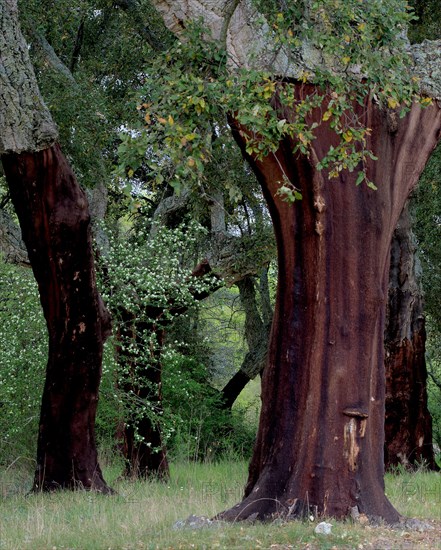 Cork oak