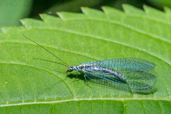 Green lacewing