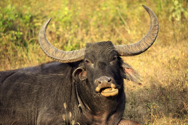 Water buffalo