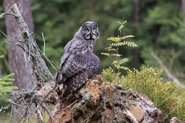 Great Grey Owl