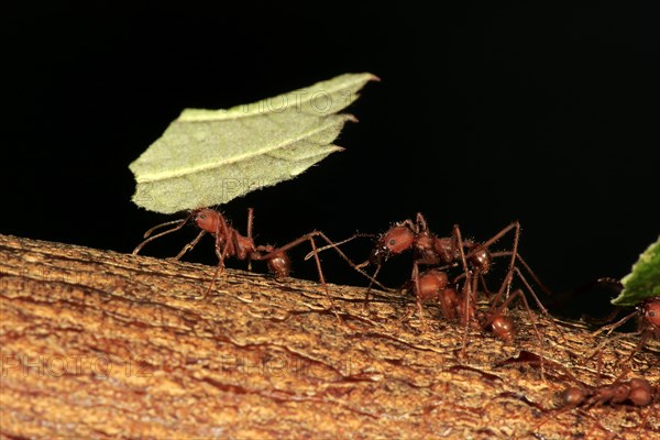 Leafcutter ant