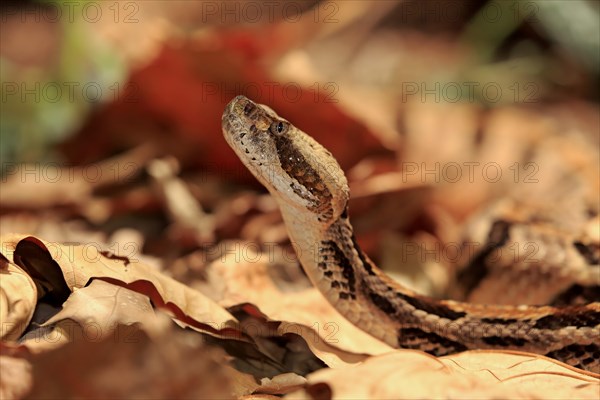 Timber rattlesnake