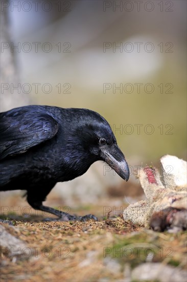 Common raven