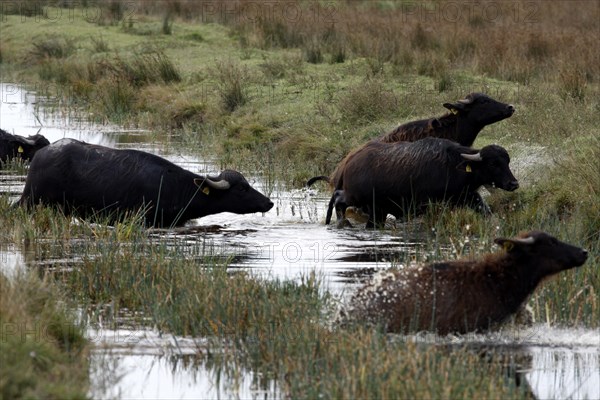 Asian water buffalo