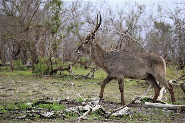 Common Waterbuck