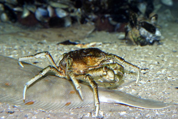 Large spider crab
