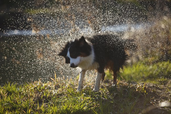 Australian Shepherd