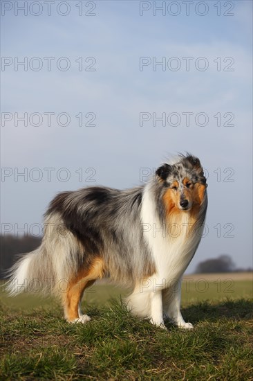 Scottish shepherd dog